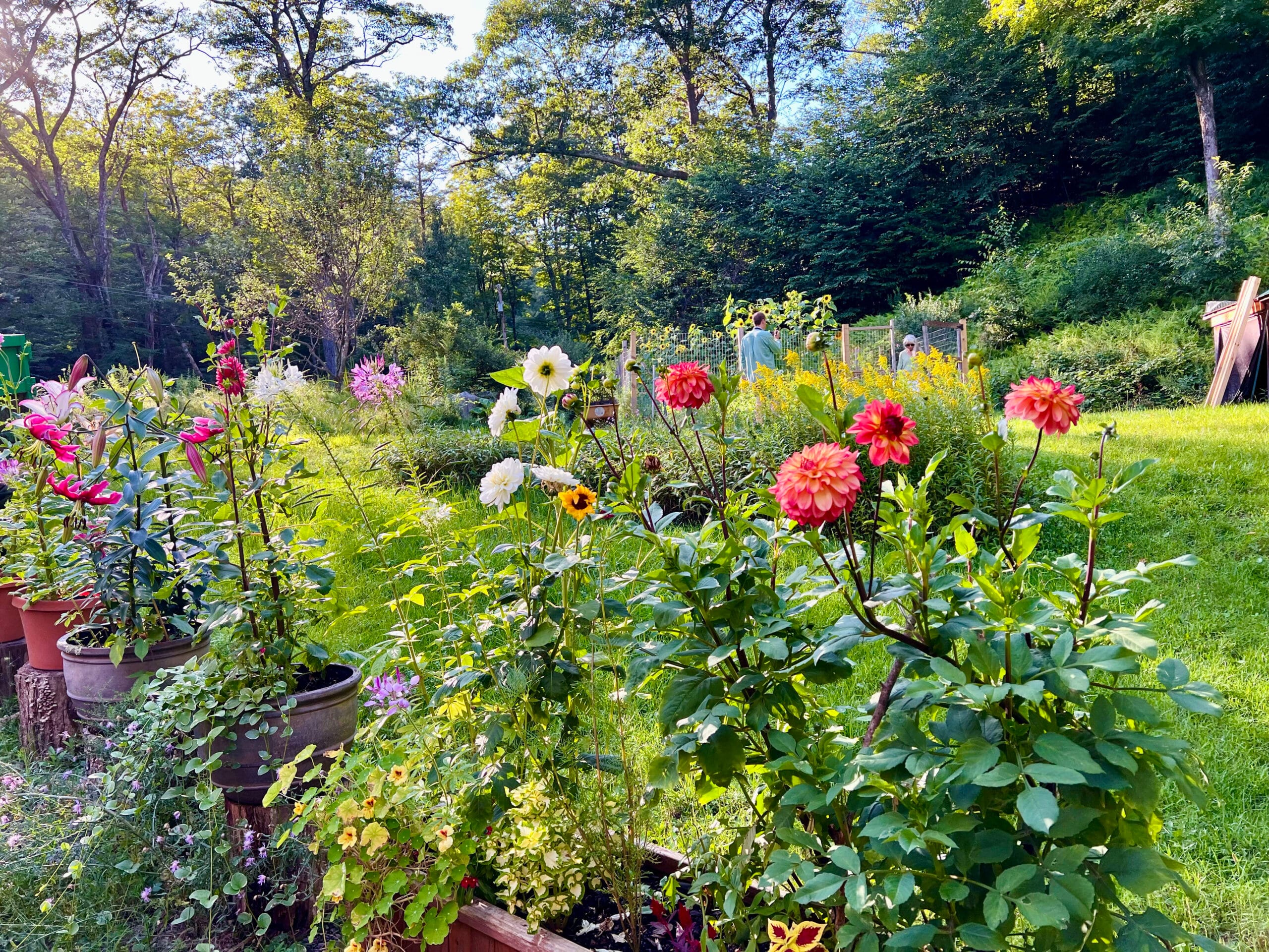 Dahlias